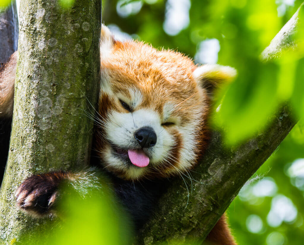 Amanda the Red Panda banner image