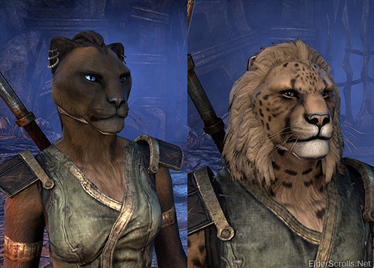 Kit Ten banner image