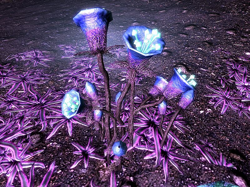 Gleamblossom banner image