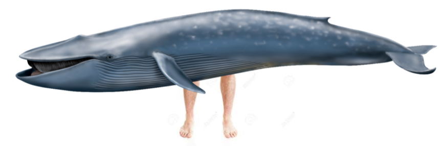 Whale Man banner image