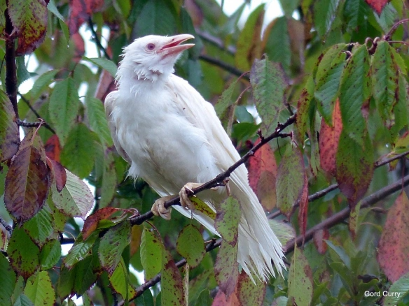 Shimmerdove banner image