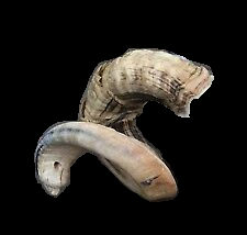 The Horn of Madness banner image