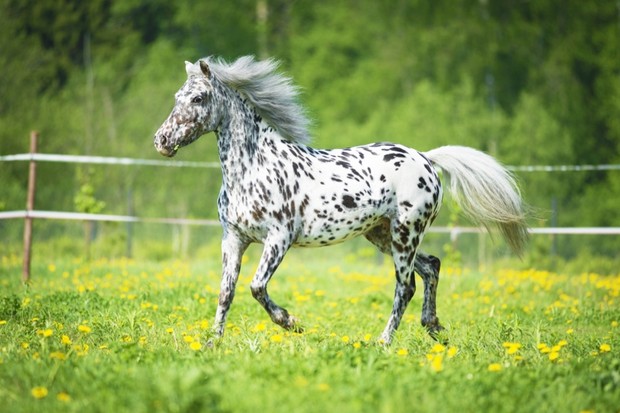 Calming Hills Horse Stables banner image
