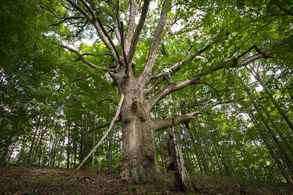 Elderwood banner image