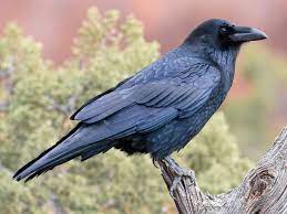 Raven  banner image