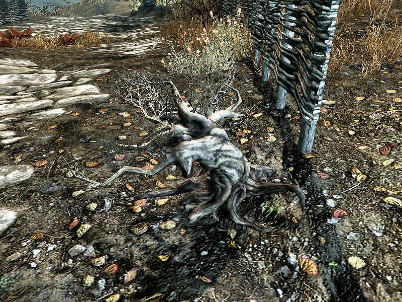 Canis Root banner image