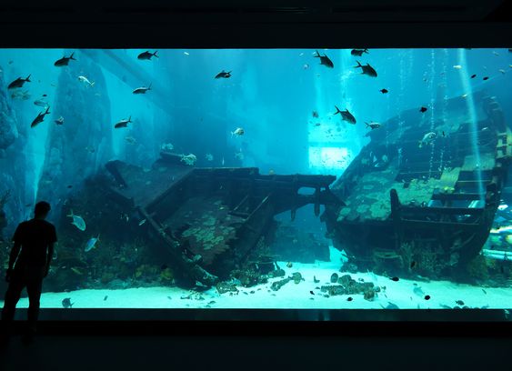 Aquarium
(Thunder from down under) banner image