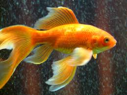 Skelly Fishington banner image