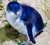 penguin like creatures  banner image