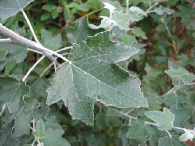 Poplar banner image