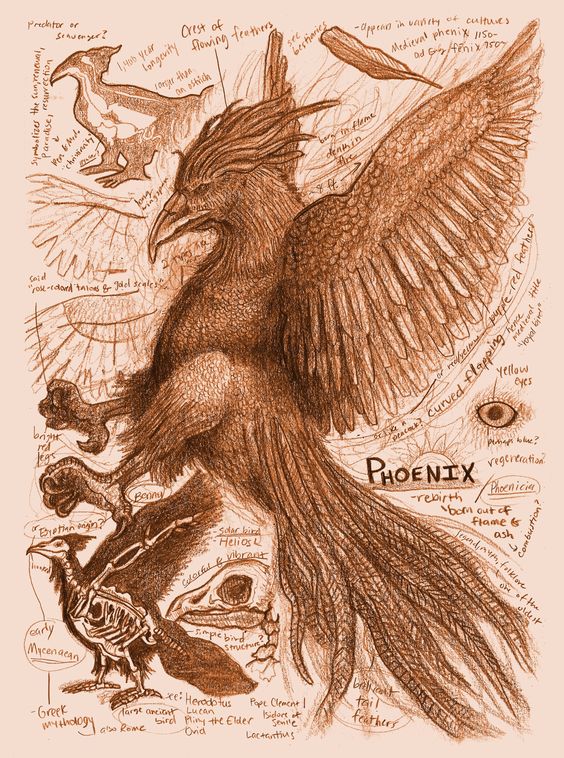 Phoenix banner image