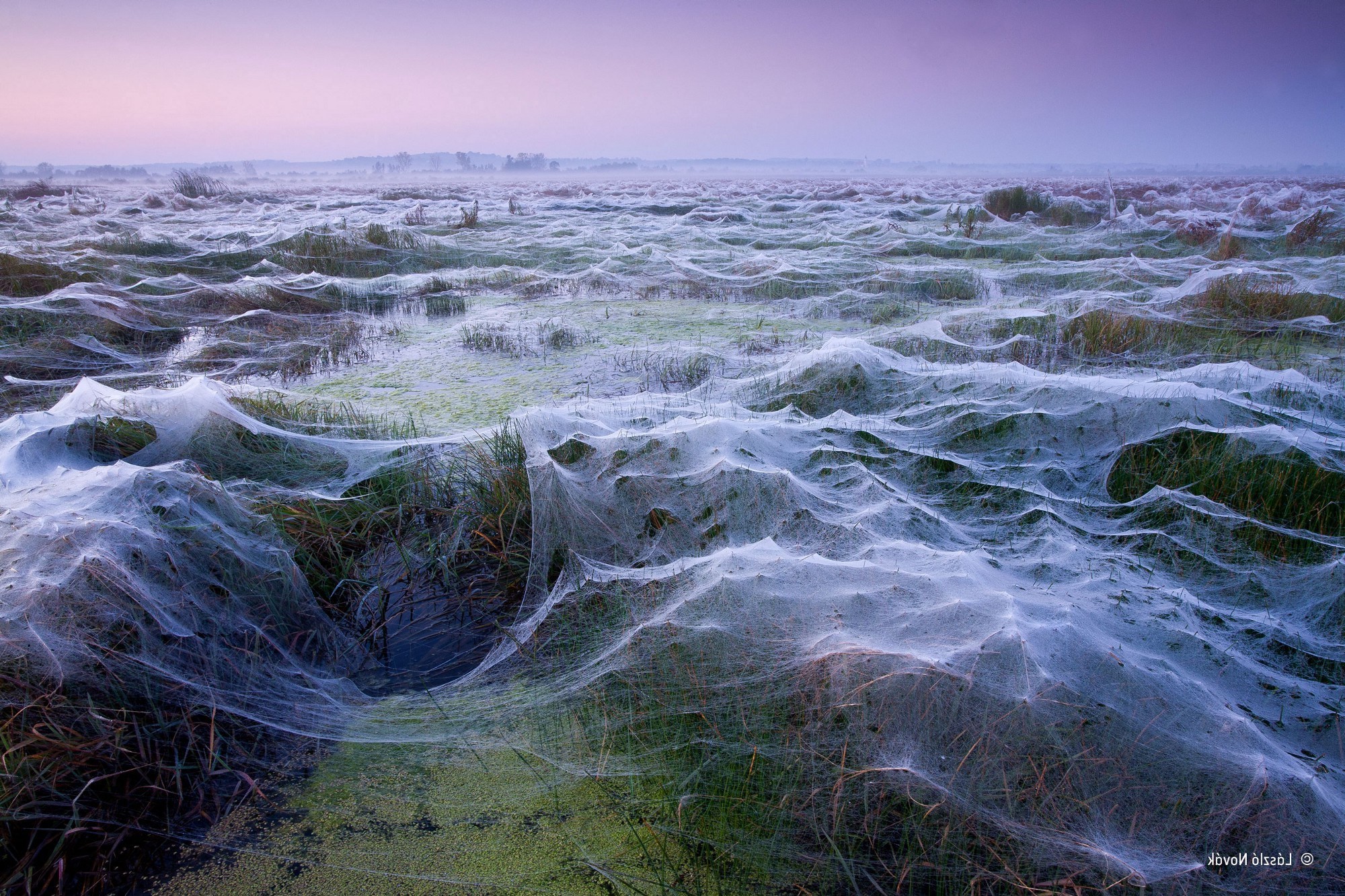 Spiders Fen banner image