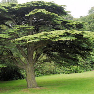Cedar banner image