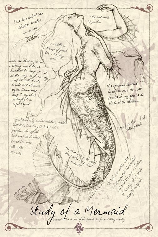 Merfolk banner image