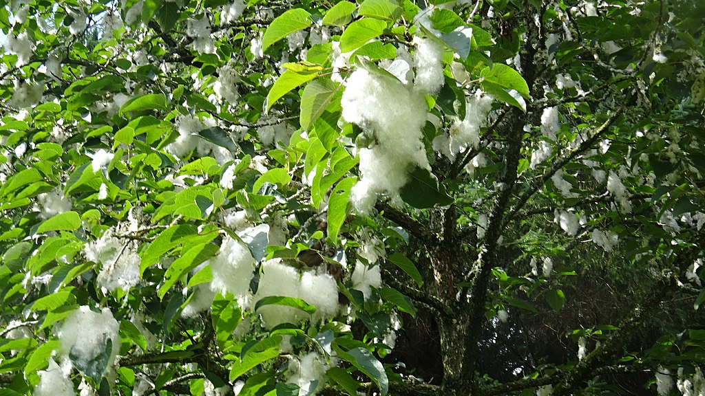 Cottonwood banner image