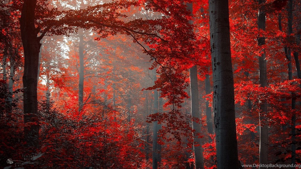 Blood Forest banner image