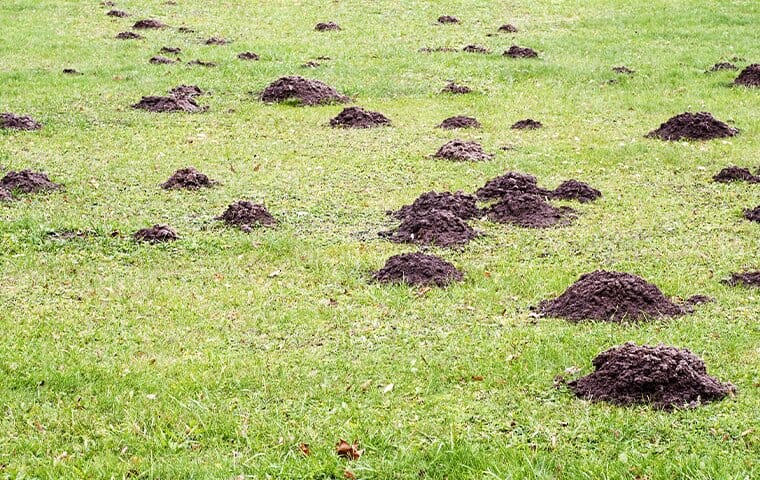 Bounty Mole banner image