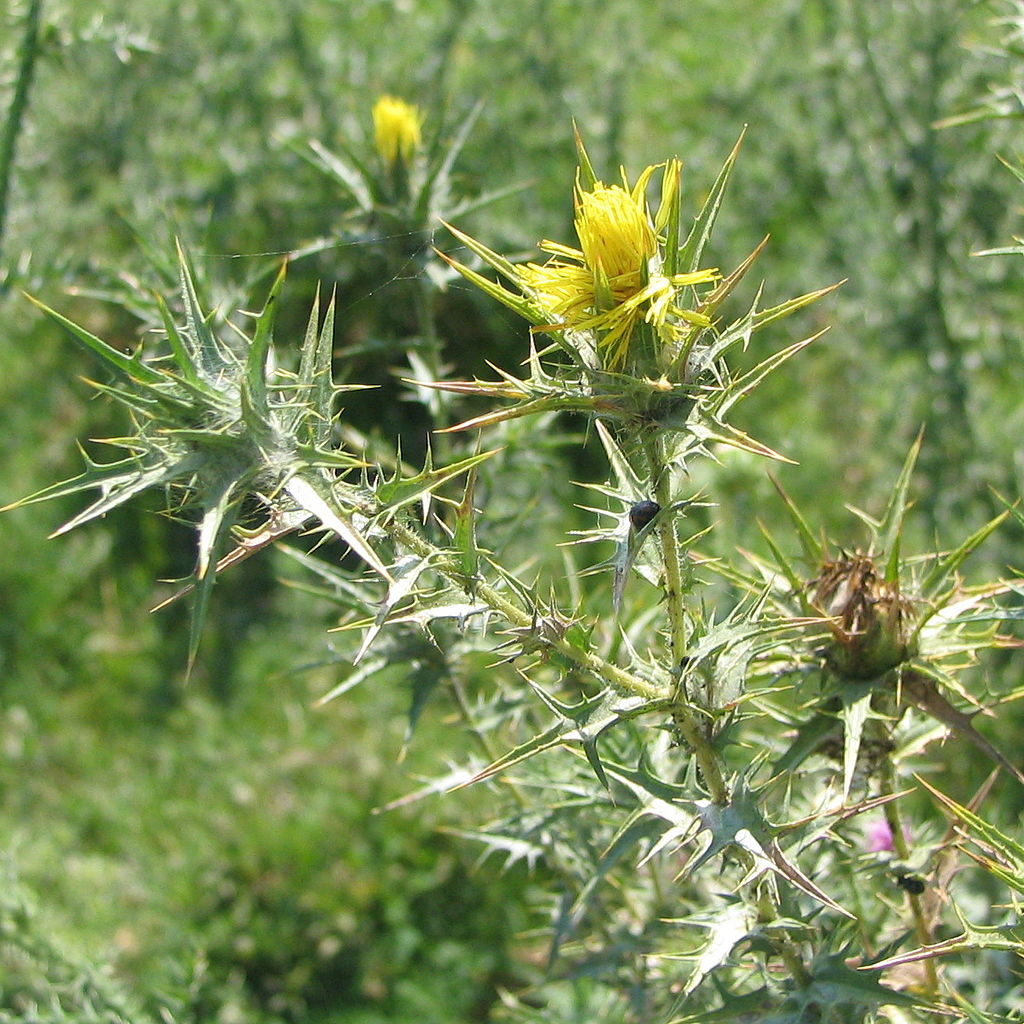 Hydrathistle banner image