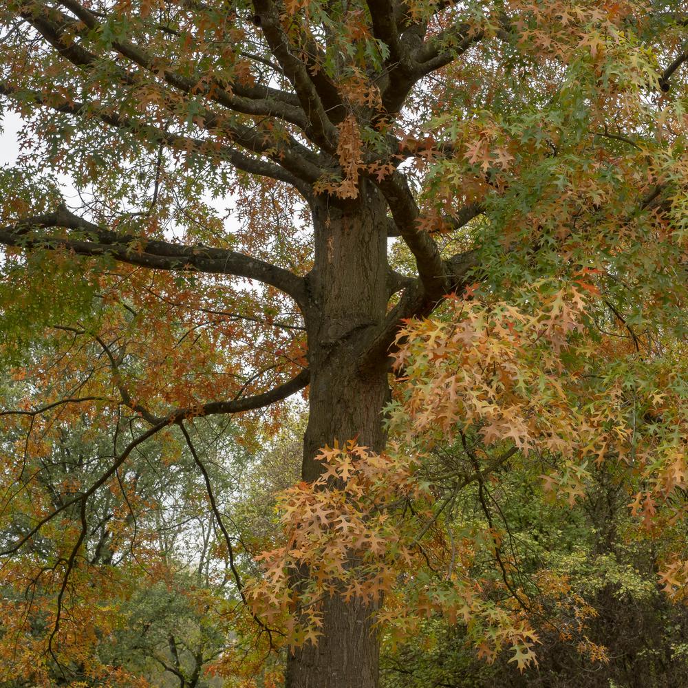 Oak banner image