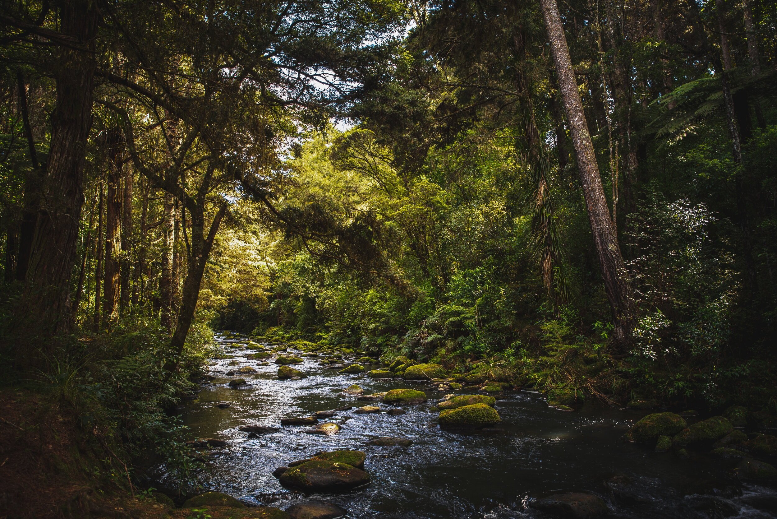 The Forest banner image