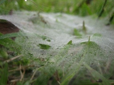 Fennel Silk banner image