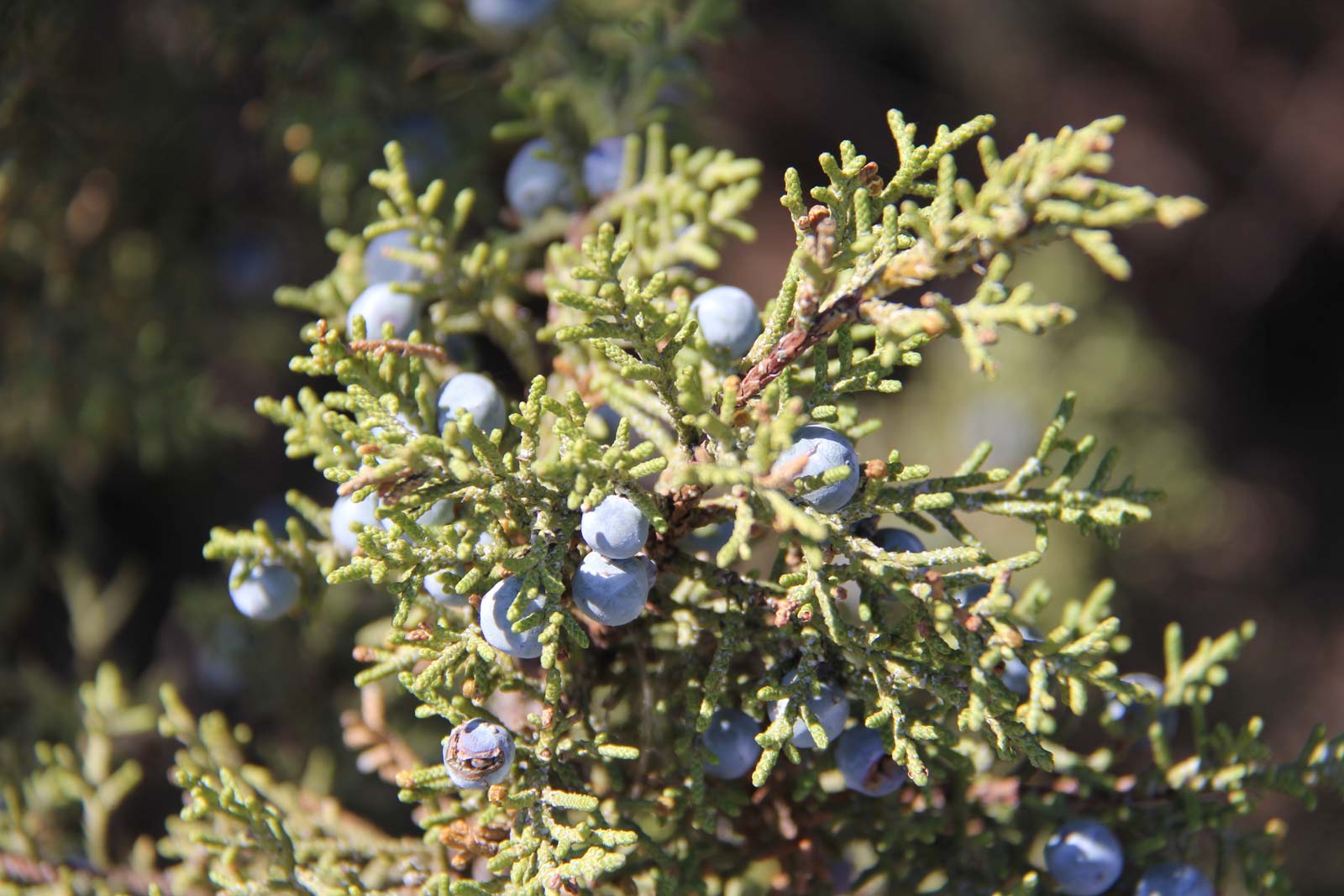 Juniper banner image