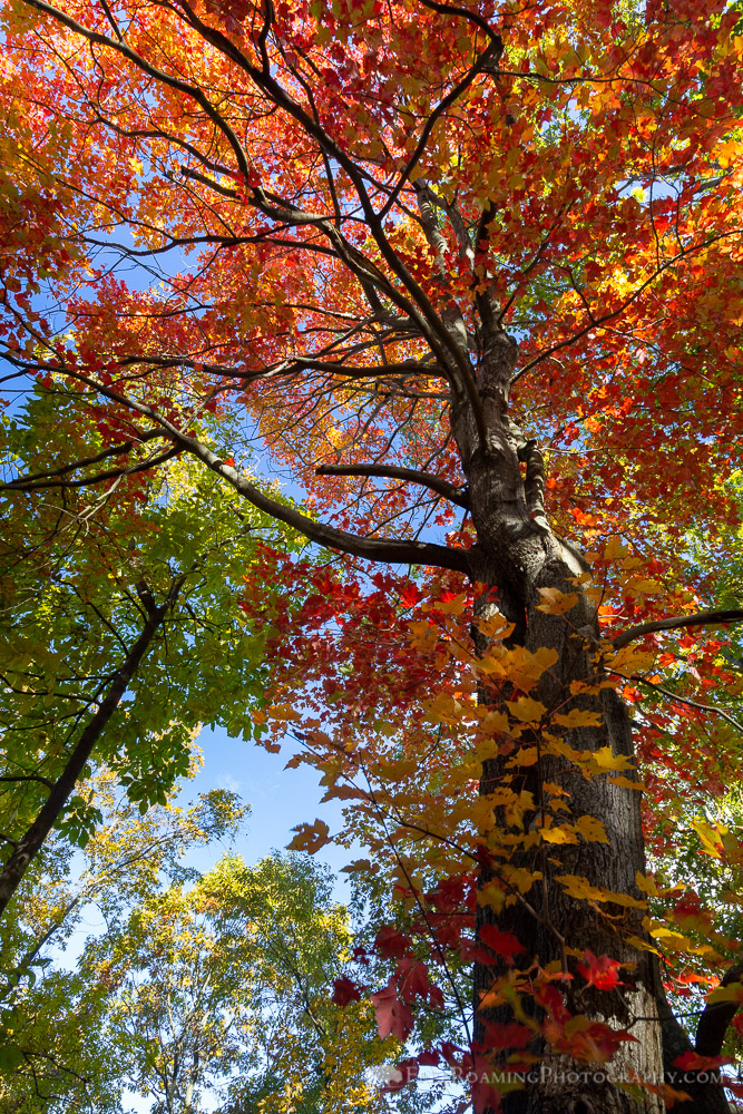 Maplewood banner image