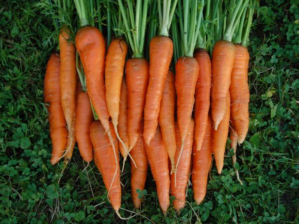 Chet Frogg banner image