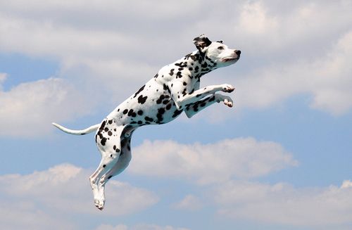 Spot banner image