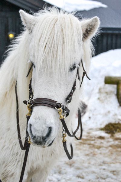 Snowjon Stane Ederia banner image