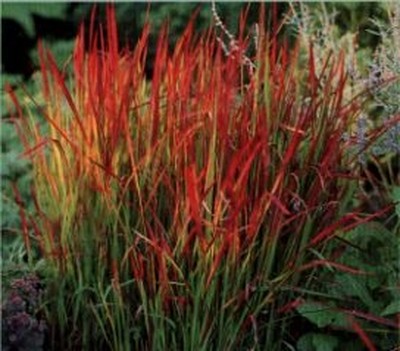 Bloodgrass banner image