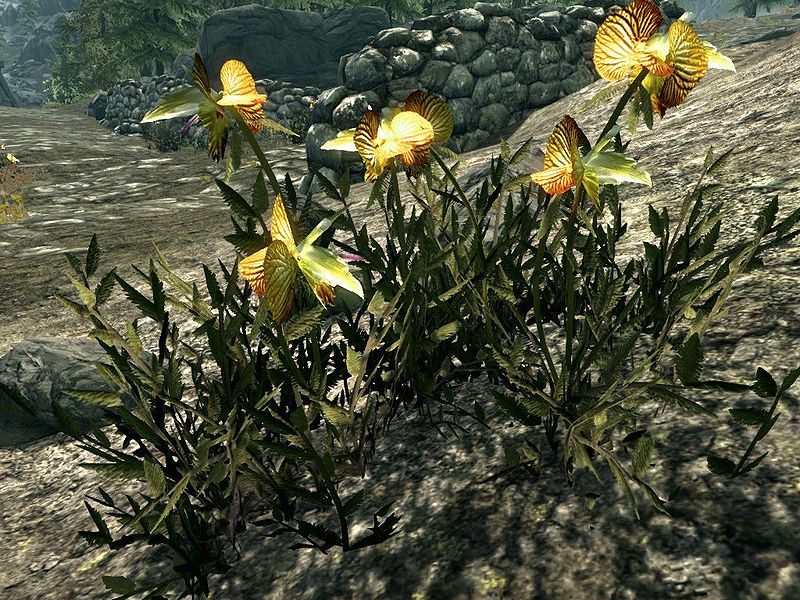 Dragon's Tongue banner image