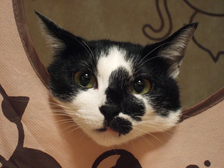 Smudge banner image