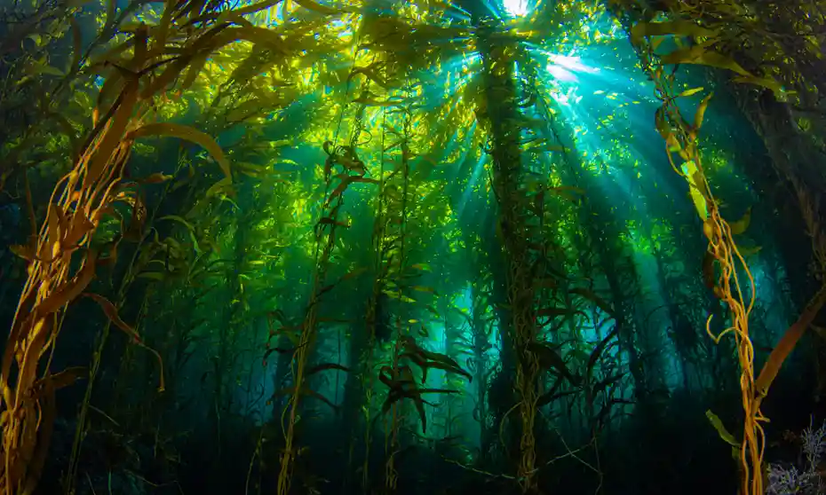 Hirrim Ocean banner image