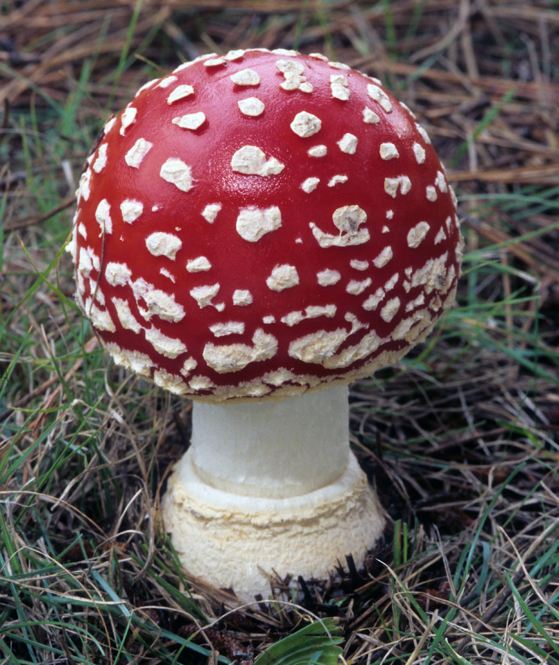 Amanita Cap banner image