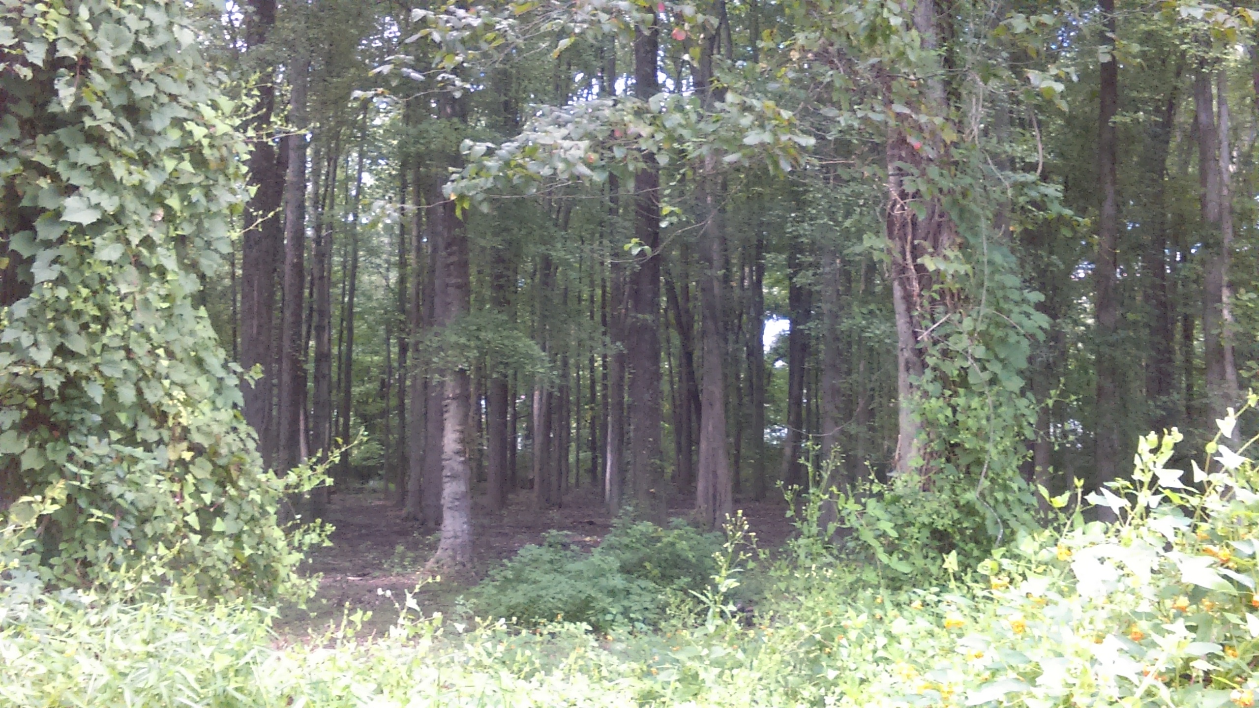The Slenderder Manor banner image