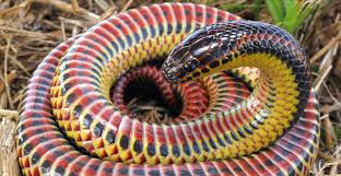 Rock Snake  banner image