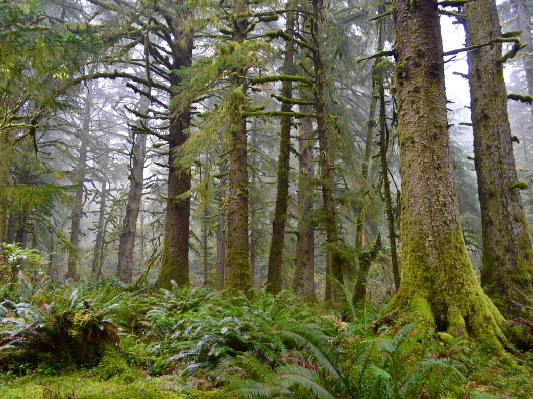 Hemlockwood banner image