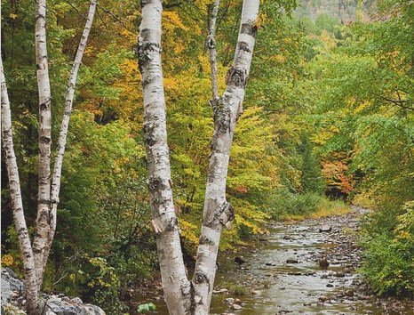 Birchwood banner image