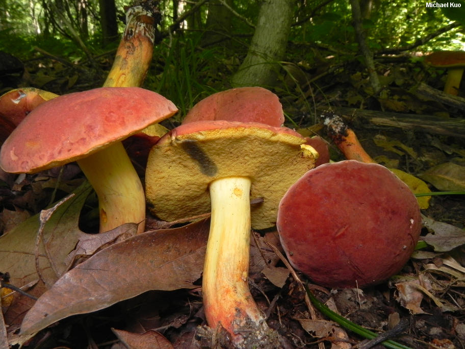 Red Toadshade banner image