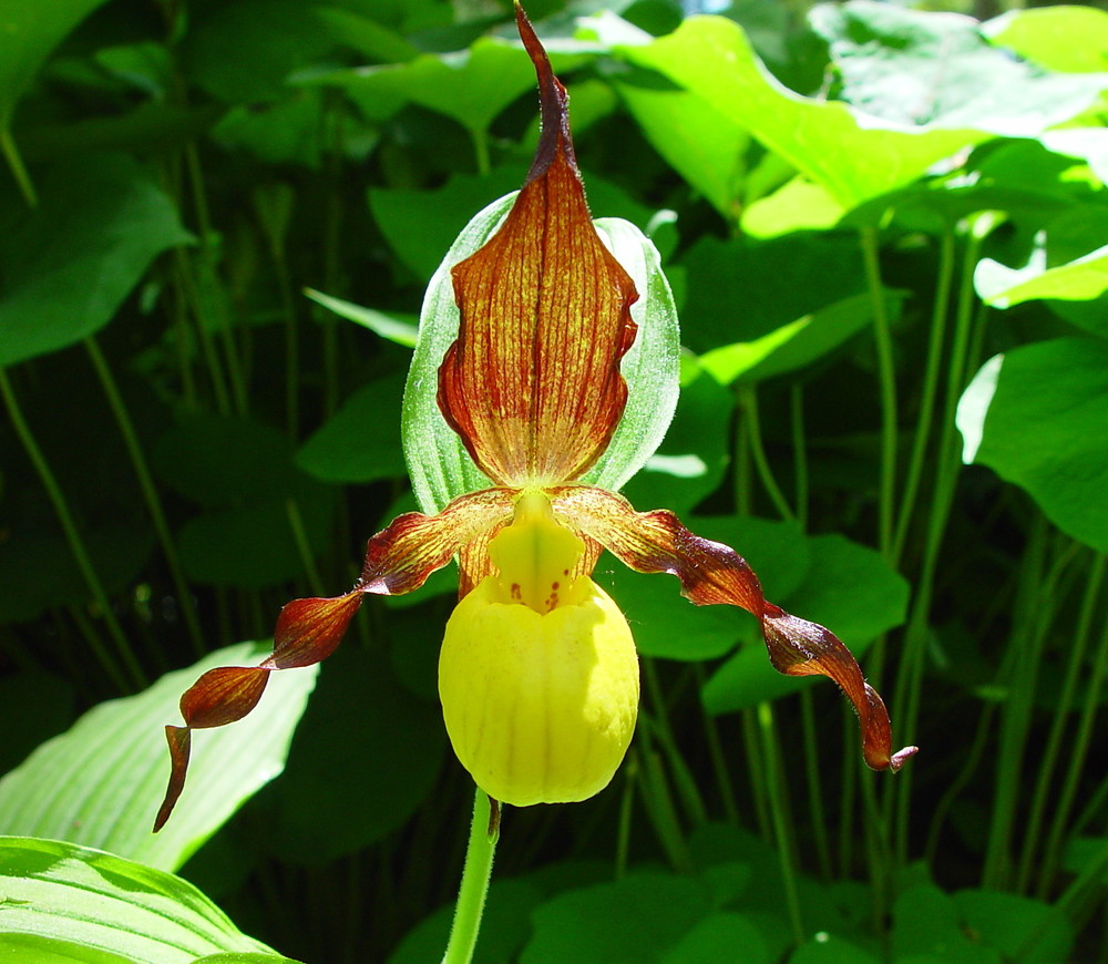 Cypredium Lutea banner image