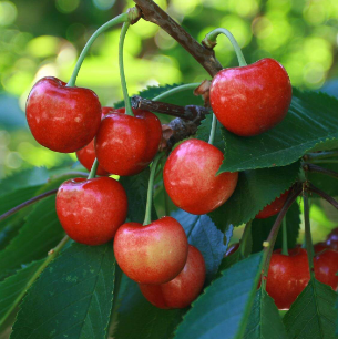 Cherry banner image