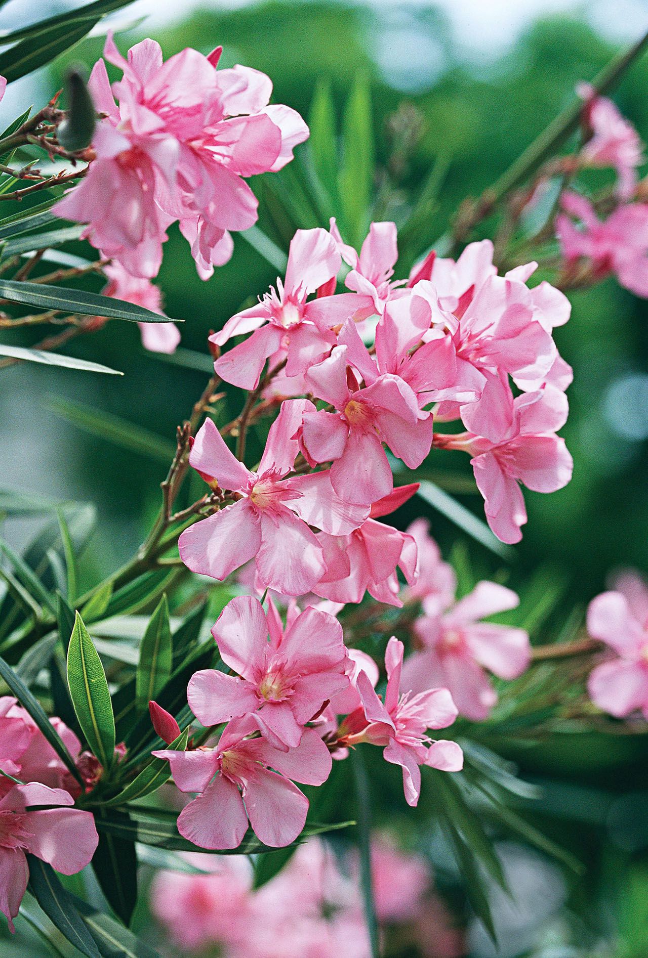 Oleander banner image