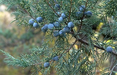 Juniper banner image