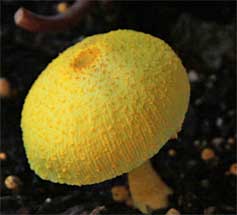 Yellow Toadshade banner image
