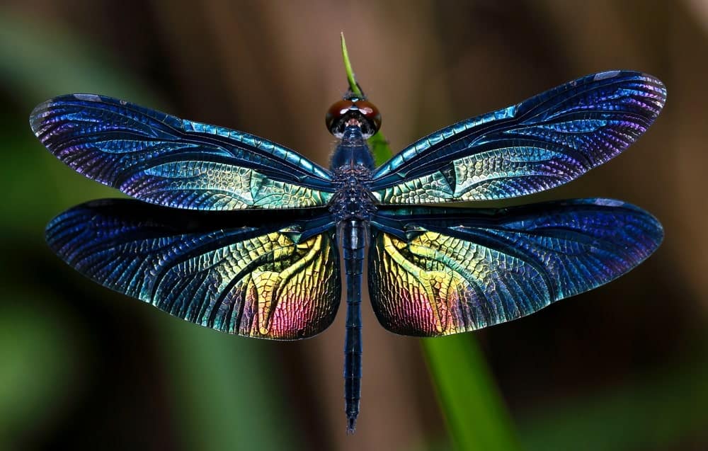 Dragonfly banner image