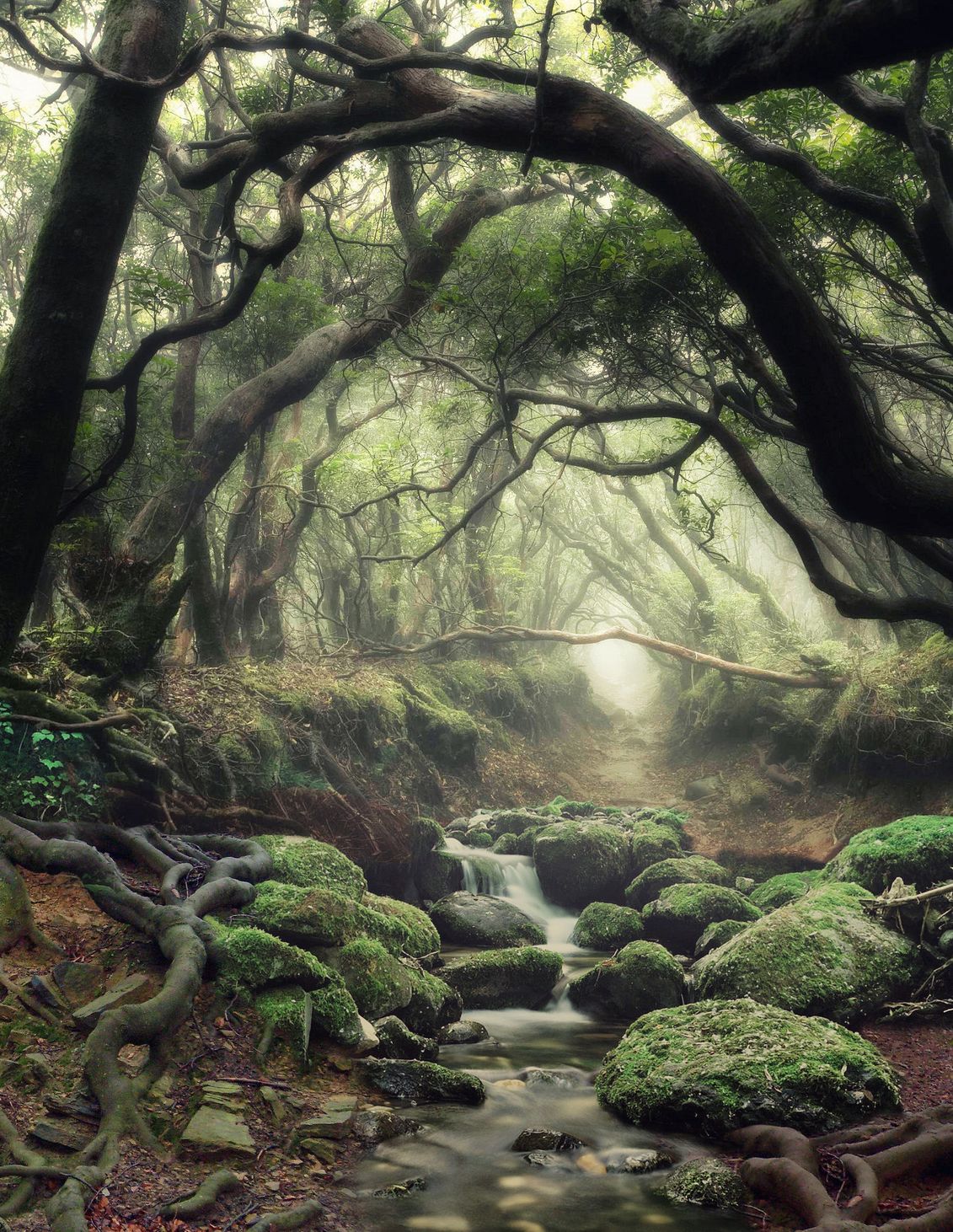 Whispering Misty Brook Grove banner image