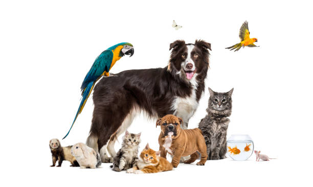 Brigade Animal banner image