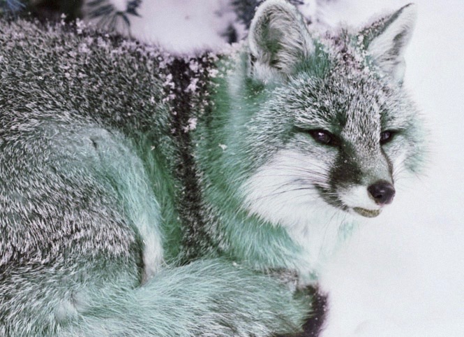 Mosswolf banner image