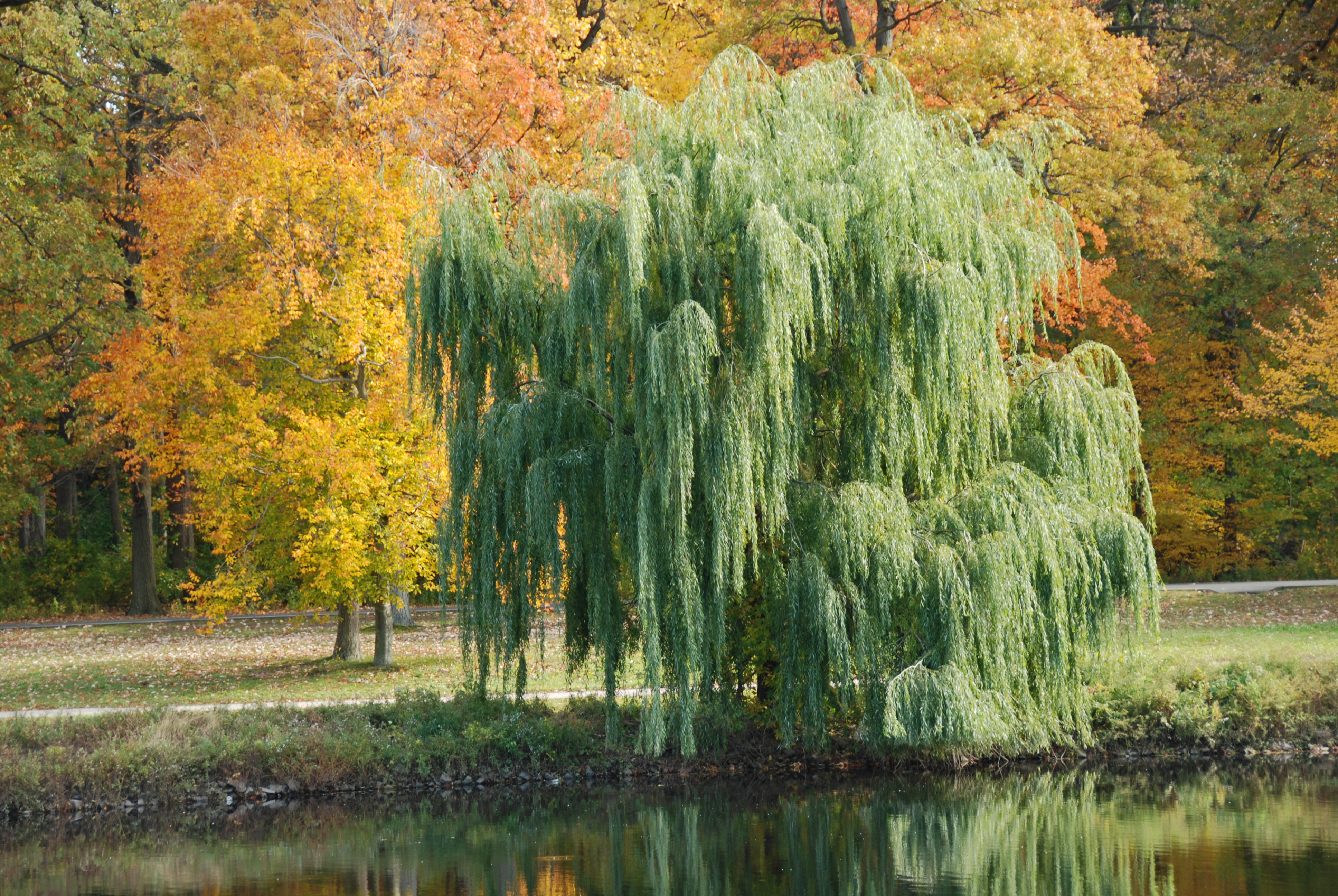 Lucy’s Willow Tree. banner image